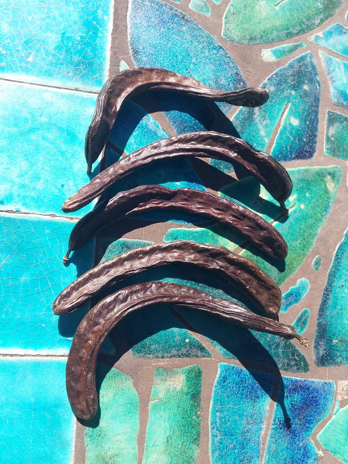 38191 - Carob Pods from Andalusia Europe